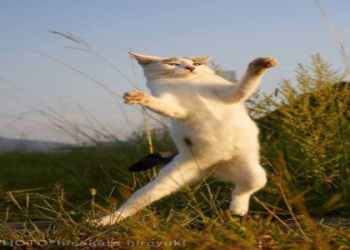 Photograph 2 types of cats effectively (Basic camera settings anyone can use for great photos)?